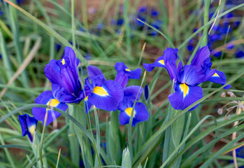 Close up of Iris reticulata, the netted Iris or golden netted Iris.