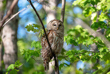 Barred Owl Perched In The Forest With Bright Green Leaves Lit By The Sun