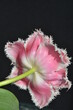 tulipan postrzępiony od tyłu
