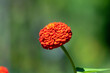 © PixlMakr - Growing orange dahlia flower in garden