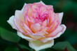 © PixlMakr - Shot of beautiful rosa rose bud