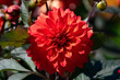 © PixlMakr - Growing red dahlia flower in garden