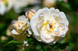 © PixlMakr - Shot of beautiful white rose bud