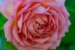 © PixlMakr - Vibrant beautiful pink rose macro