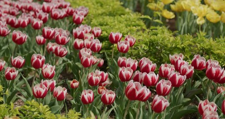 Canvas Print - Red and yellow tulip flower garden park