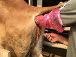 © Thanakorn - artificial insemination of cow, insemination gun.