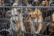 A pack of homeless dogs locked in a shelter metal cage. concept of homeless dog