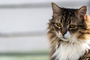 a large orange, black, and tan coloured domestic cat. the verticle pupils are long black slits with 
