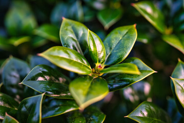 Wall Mural - A close up of leaves on a holly bush.