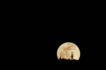 Wall Mural - full moon rising behind a saguaro cactus