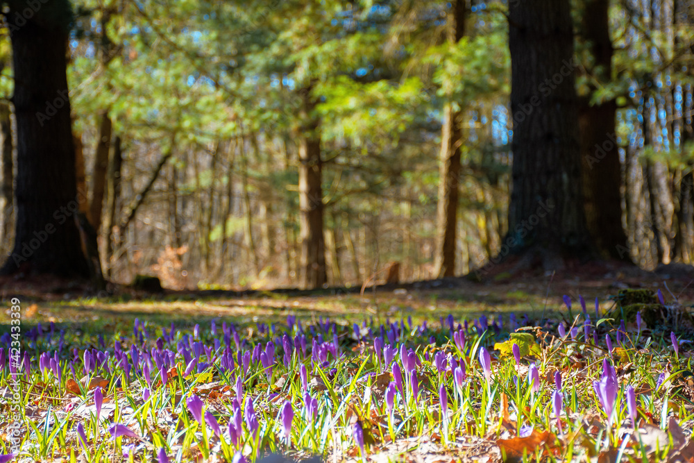 forest glade nature background in spring. crocus flowers on the glade in sunlight. trees in the blurred distance. sunny weather - obrazy, fototapety, plakaty 