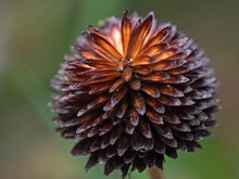 Weathered Round And Brown Flower 
