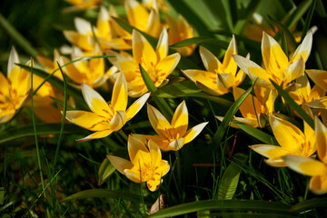 yellow crocuses on a green meadow