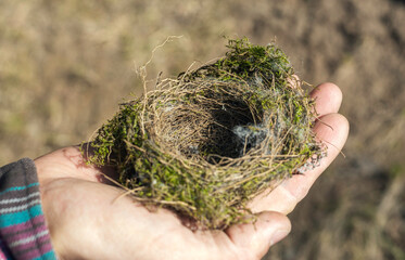 Fallen bird nest in a human's hand