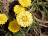 Fototapeta Dmuchawce - Nahaufnahme auf einer Tussilago farfara oder Huflattich Blume 