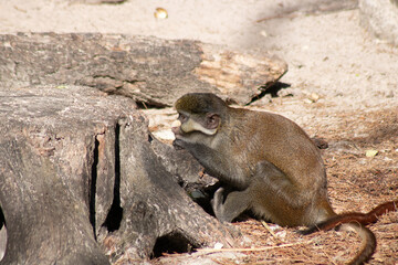 Wall Mural - Small primate