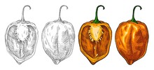 Whole And Half Pepper Habanero. Vintage Hatching Vector Illustration.