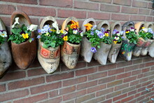 Colorful Dutch Shoes Are Used As Pots For Flowers, They Hang On A Brick Wall. My Souvenirs From A Holland Vacation. Ideas For Vacation House Decoration. 
