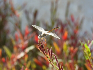 Wall Mural - A dragonfly with a white face on a twig