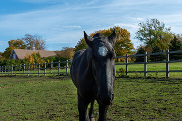 Wall Mural - A black adult horse with a white heart shape on its forehead leans over a green fence. The large domestic animal has ears pointing upwards, a long mane and chestnut colour hair with a pink bridle.