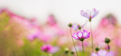 cosmos flower beautiful
