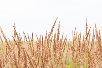 Naklejka na meble Field of bushgrass as silo for animal feeding.Botanical background with tranquil meadow