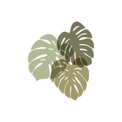 Poster - Contemporary art, modern print, floral wall art, boho decor poster. Monstera deliciosa leaves hand drawn vector illustration. Tropical leaf plant isolated on white background. Scandinavian style