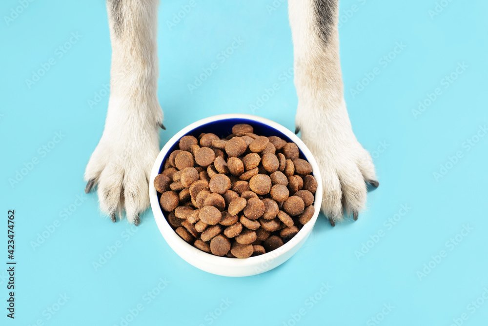 Cute dog near bowl with dry food on color background - obrazy, fototapety, plakaty 