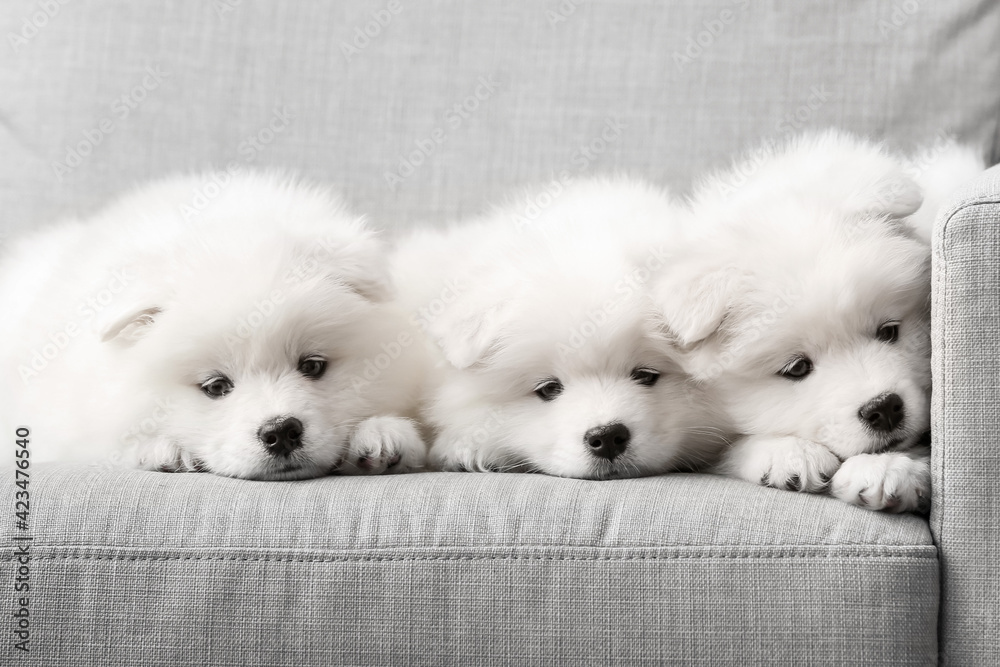 Cute Samoyed puppies on sofa at home - obrazy, fototapety, plakaty 