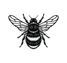 Illustration Of Honey Bee In Style Doodle Vintage Design