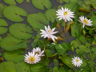 White water lilies blooming in pond, Dintor village, Manggarai regency, Flores, East Nusa Tenggara, Indonesia