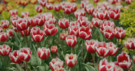 Wall Mural - Red and yellow tulip flower garden