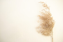 Flat Lay Of Pampas Grass On The Neutral Pastel Beige Background. Dry Grass, Reeds Plumes Macro.Copy Space