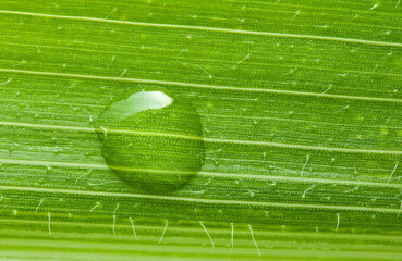 Wall Mural - Drop on green leaf