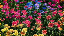 Multicolored Flower Background. Floral Wallpaper With Blue, Pink And Yellow Roses. 3D Render