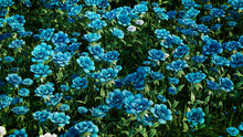 Multicolored Flower Background. Floral Wallpaper With Teal Roses. 3D Render