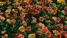 Multicolored Flower Background. Floral Wallpaper With Yellow And Orange Roses. 3D Render