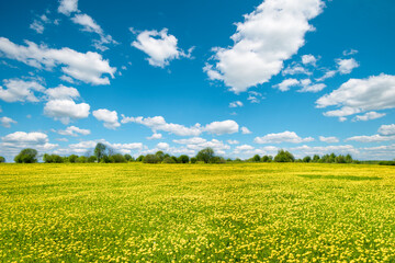 A meadow of yellow dandelions and a blue sky. Beautiful spring landscape.