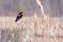Red Winged Blackbird Perched On Cattails Near Forest And Lake