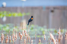 Red Winged Blackbird Perched On Cattails Near Pond In Park