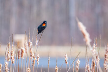 Red-winged Blackbird Perched In Cattails Near Lake In Park
