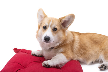 Wall Mural - corgi welsh pembroke isolated