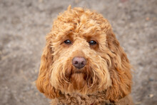 Young Apricot Coloured, Miniature Poodle Dog Looking At Her Owner While Out For Her Daily Exercise. The Hypoallergenic, Non Shedding Hair Makes This A Popular Breed For Allergy Sufferers.