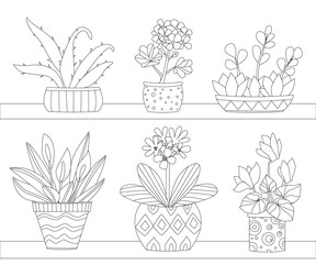 Wall Mural - shelves with houseplants in decorative flowerpots with geometric