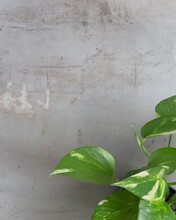 Green House Plant Scindapsus Epipremnum On Grey Background. Ornamental Garden In The Apartment. Green House 