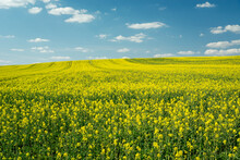 Huge Yellow Rape Field To The Horizon And Blue Sky