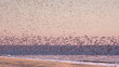© Peter - A flock of oystercatchers and bar-tailed godwits on the beach on a winter day.Een zwerm scholeksters en rosse grutto's op een winterse dag op het strand.