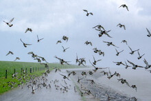 Flock Of Oystercatchers In The Heavy Rain
Groep Scholeksters In Zware Regenbui