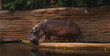 drinking hippo