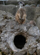 meerkat above the hole